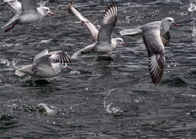 Southern Fulmar © Luis Segura