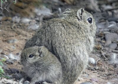 Southern Mountain Cavy © Felipe Fernánde