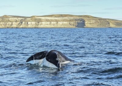 Southern Right Whale © Felipe Fernández