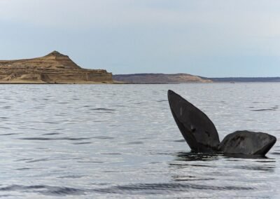 Southern Rigth Whale © Esteban Daniels