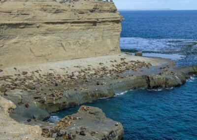 Southern Sea Lion colony © Felipe Fernández