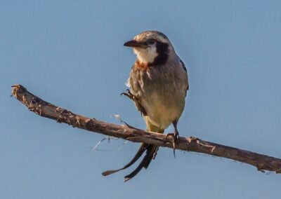 Streamer-tailed Tyrant © Luis Segura