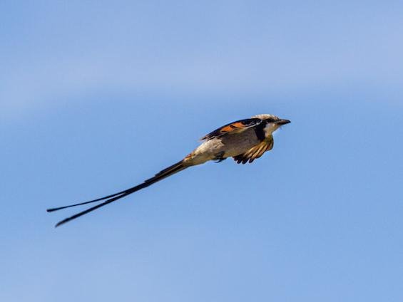 Wildlife of Northeastern Argentina