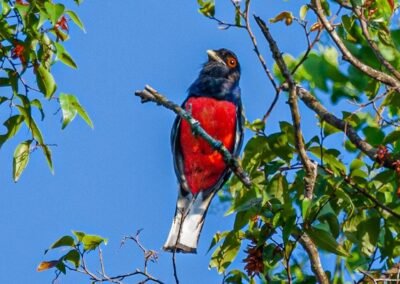 Surrucua Trogon © Luis Segura
