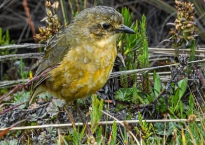Tawny Antpitta © Luis Segura