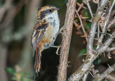 Thorn-tailed Rayadito © Luis Segura