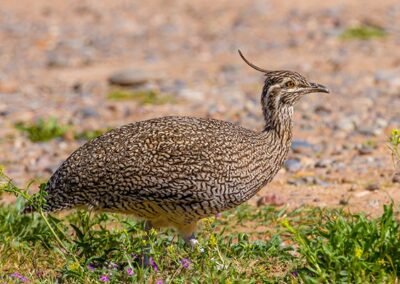 Elegant Crested Tinamou © Esteban Daniels