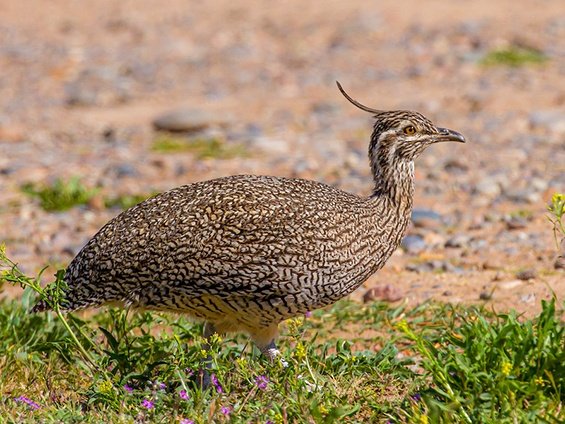 Birding Eastern Patagonia