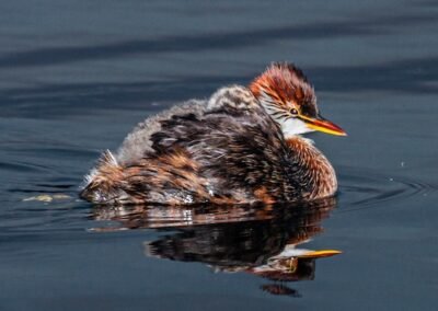 Titicaca Grebe © Luis Segura