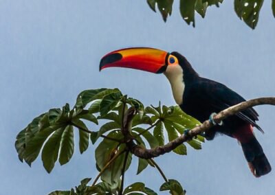 Toco Toucan © Luis Segura