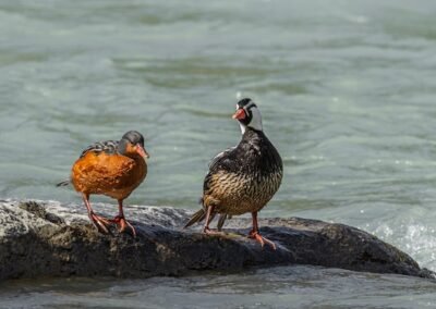 Torrent Duck © Luis Segura