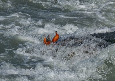 Torrent Duck © Luis Segura