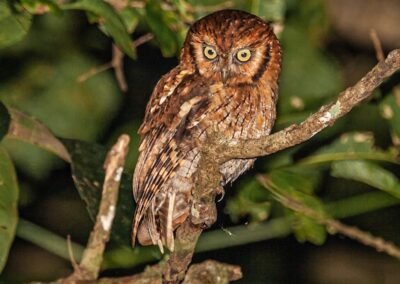 Tropical Screech Owl © Luis Segura