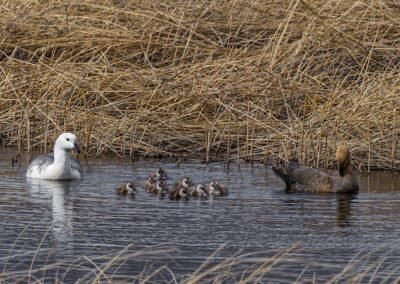 Upland Goose © Luis Segura