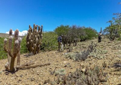 Watching cacti in Vitichii © Willy Smith