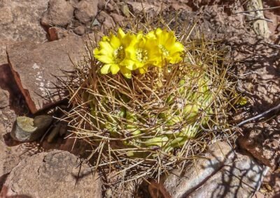 Weingartia fidana ssp cintiensis © Willy Smith