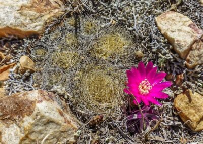 Weingartia mentosa ssp swobodae (Sulcorebutia swobodae) © Willy Smith