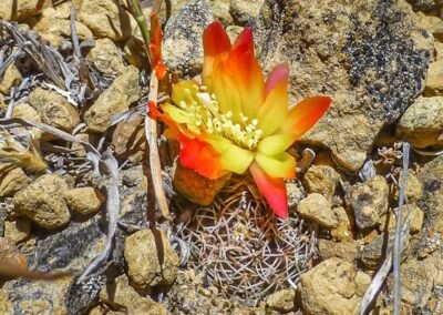 Weingartia steinbachii (Sulcorebutia hoffmanniana) © Willy Smith