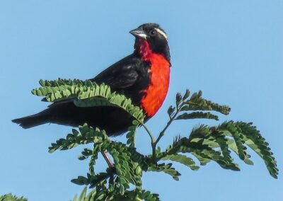 White-browed Blackbird © Nicolás Olejnik