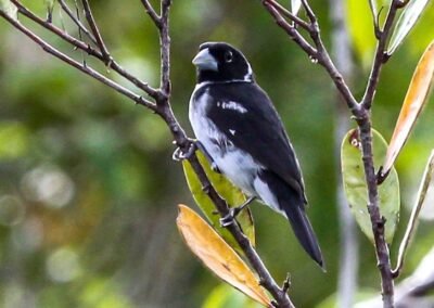 White-naped Seedeater © Luis Segura