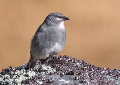 White-winged Diuca Finch © Luis Segura