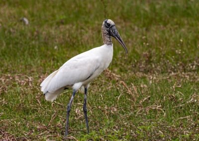 Wood Stork © Luis Segura