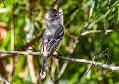 Yellow-bellied Elaenia © Luis Segura