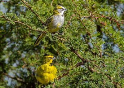 Yellow Cardinal © Luis Segura