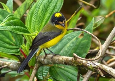 Yellow-crowned Whitestart © Luis Segura