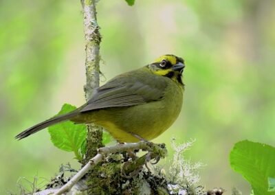 Yellow-striped Brushfinch © Nicolás Olejnik