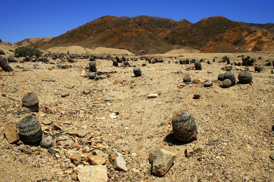 Cacti Tours cacti tours