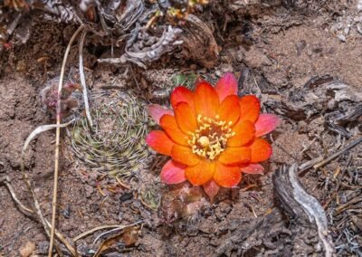 Aylostera (Rebutia) pygmaea © Luis Segura