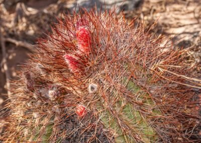 Denmoza rhodacantha © Luis Segura