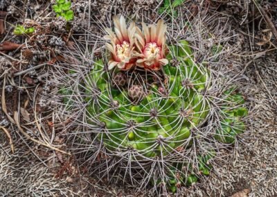 Gymnocalycium mostii var. valnicekianum © Luis Segura
