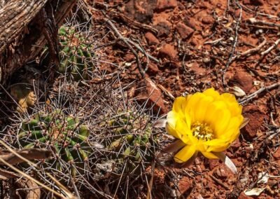 Lobivia aurea ssp fallax © Luis Segura