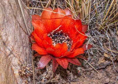 Lobivia marsoneri © Luis Segura