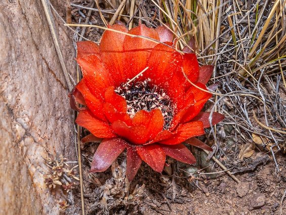 Cacti of Northwestern Argentina