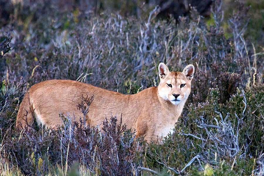 Mammal Tours puma