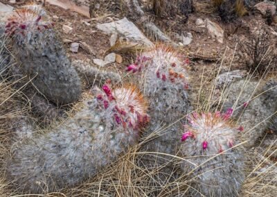 Oreocereus trollii © Luis Segura