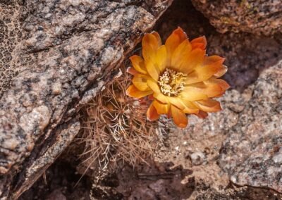 Parodia microsperma var. riojensis © Luis Segura
