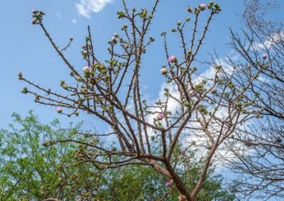 Pereskia sacharosa © Luis Segura