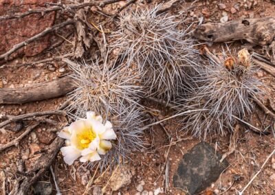 Tephrocactus alexanderi © Luis Segura