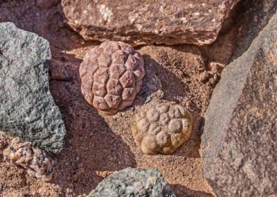 Tephrocactus (Puna) bonnieae © Luis Segura